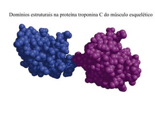 Domínios estruturais na proteína troponina C do músculo esquelético
 