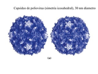 Capsídeo de poliovirus (simetria icosahedral), 30 nm diametro
 