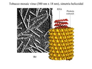 Tobacco mosaic virus (300 nm x 18 nm), simetria helicoidal
 