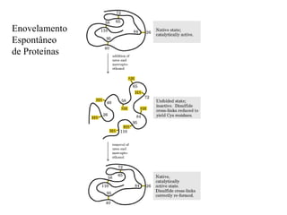 Enovelamento
Espontâneo
de Proteínas
 