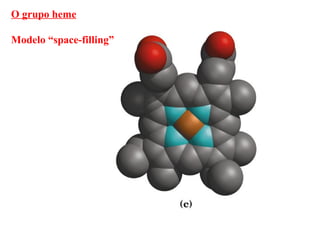 O grupo heme

Modelo “space-filling”
 
