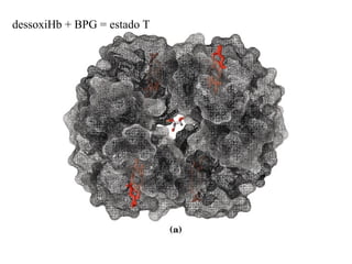 dessoxiHb + BPG = estado T
 