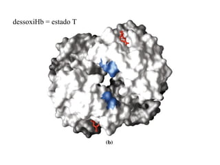 dessoxiHb = estado T
 