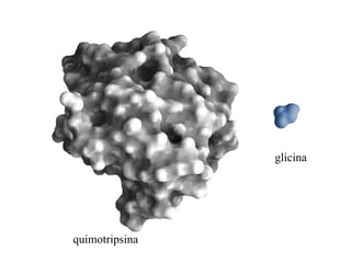 glicina




quimotripsina
 