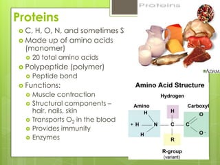 ProteinsC, H, O, N, and sometimes SMade up of amino acids (monomer)20 total amino acidsPolypeptide (polymer)Peptide bondFunctions:Muscle contractionStructural components – hair, nails, skinTransports O2 in the bloodProvides immunityEnzymes