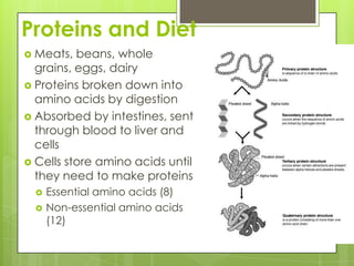 Proteins and DietMeats, beans, whole grains, eggs, dairyProteins broken down into amino acids by digestionAbsorbed by intestines, sent through blood to liver and cellsCells store amino acids until they need to make proteinsEssential amino acids (8)Non-essential amino acids (12)