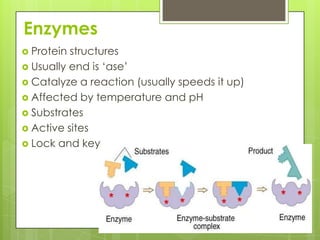 EnzymesProtein structuresUsually end is ‘ase’Catalyze a reaction (usually speeds it up)Affected by temperature and pHSubstratesActive sitesLock and key