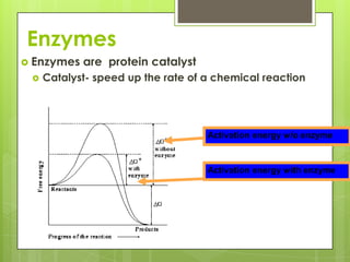 EnzymesEnzymes are  protein catalystCatalyst- speed up the rate of a chemical reactionActivation energy w/o enzymeActivation energy with enzyme