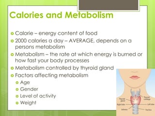 Calories and MetabolismCalorie – energy content of food2000 calories a day – AVERAGE, depends on a persons metabolismMetabolism – the rate at which energy is burned or how fast your body processes Metabolism controlled by thyroid glandFactors affecting metabolismAgeGenderLevel of activityWeight