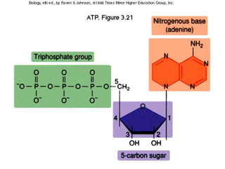 Building blocks are nucleotides