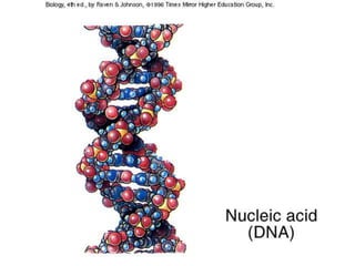 Store hereditary information that is translated into proteins- ATP	- Energy molecule of cell