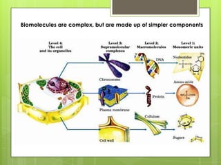 Biomolecules are complex, but are made up of simpler components