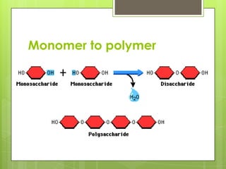 Monomer to polymer