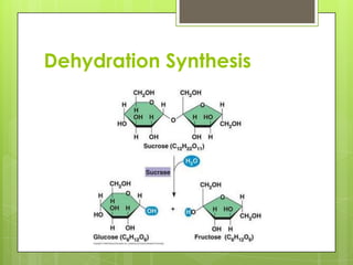 Dehydration Synthesis
