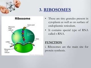 Biochemistry, Biomolecules and Cell: An Introduction | PPTX