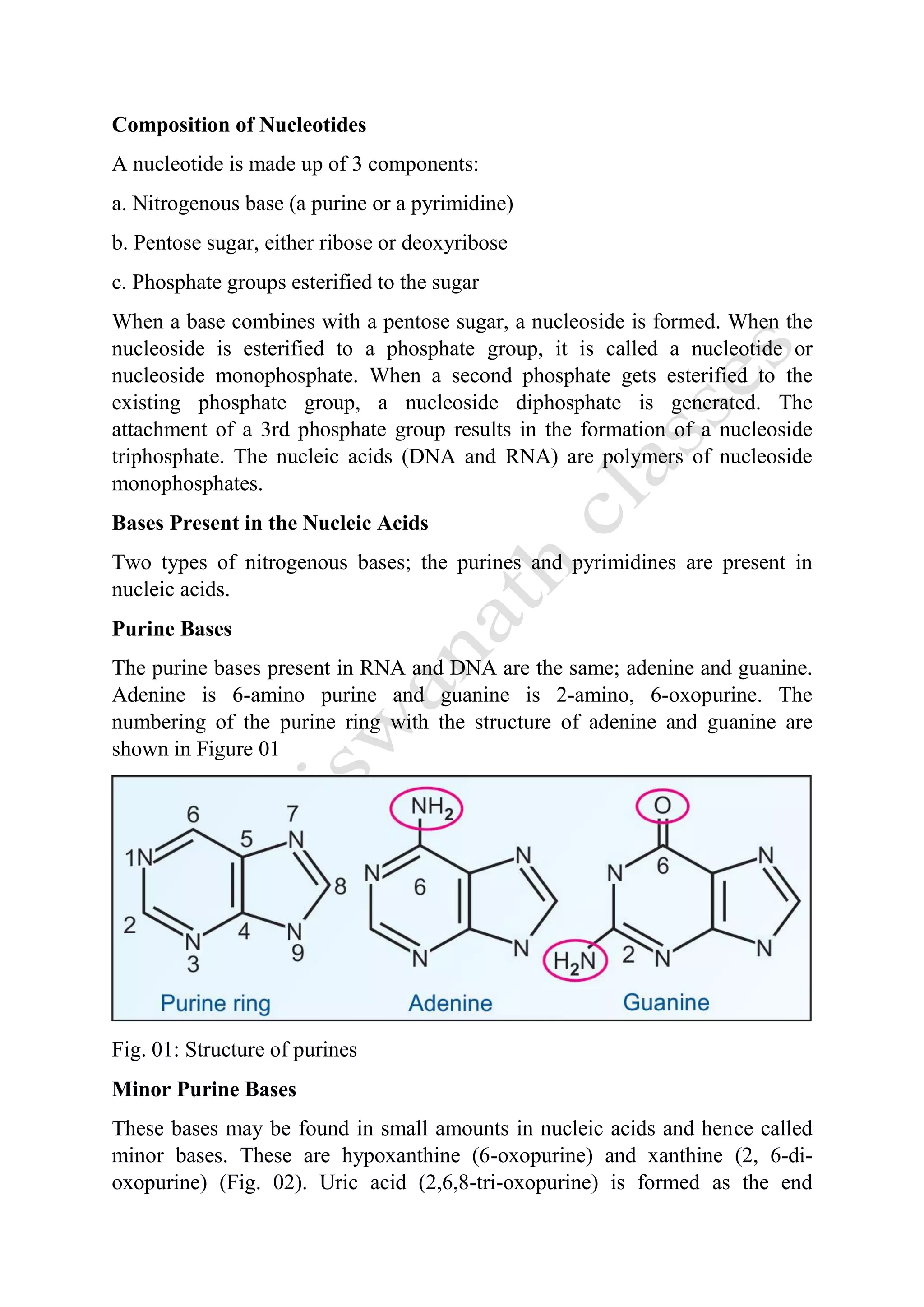 Composition of Nucleotides
A nucleotide is made up of 3 components:
a. Nitrogenous base (a purine or a pyrimidine)
b. Pentose sugar, either ribose or deoxyribose
c. Phosphate groups esterified to the sugar
When a base combines with a pentose sugar, a nucleoside is formed. When the
nucleoside is esterified to a phosphate group, it is called a nucleotide or
nucleoside monophosphate. When a second phosphate gets esterified to the
existing phosphate group, a nucleoside diphosphate is generated. The
attachment of a 3rd phosphate group results in the formation of a nucleoside
triphosphate. The nucleic acids (DNA and RNA) are polymers of nucleoside
monophosphates.
Bases Present in the Nucleic Acids
Two types of nitrogenous bases; the purines and pyrimidines are present in
nucleic acids.
Purine Bases
The purine bases present in RNA and DNA are the same; adenine and guanine.
Adenine is 6-amino purine and guanine is 2-amino, 6-oxopurine. The
numbering of the purine ring with the structure of adenine and guanine are
shown in Figure 01
Fig. 01: Structure of purines
Minor Purine Bases
These bases may be found in small amounts in nucleic acids and hence called
minor bases. These are hypoxanthine (6-oxopurine) and xanthine (2, 6-di-
oxopurine) (Fig. 02). Uric acid (2,6,8-tri-oxopurine) is formed as the end
 