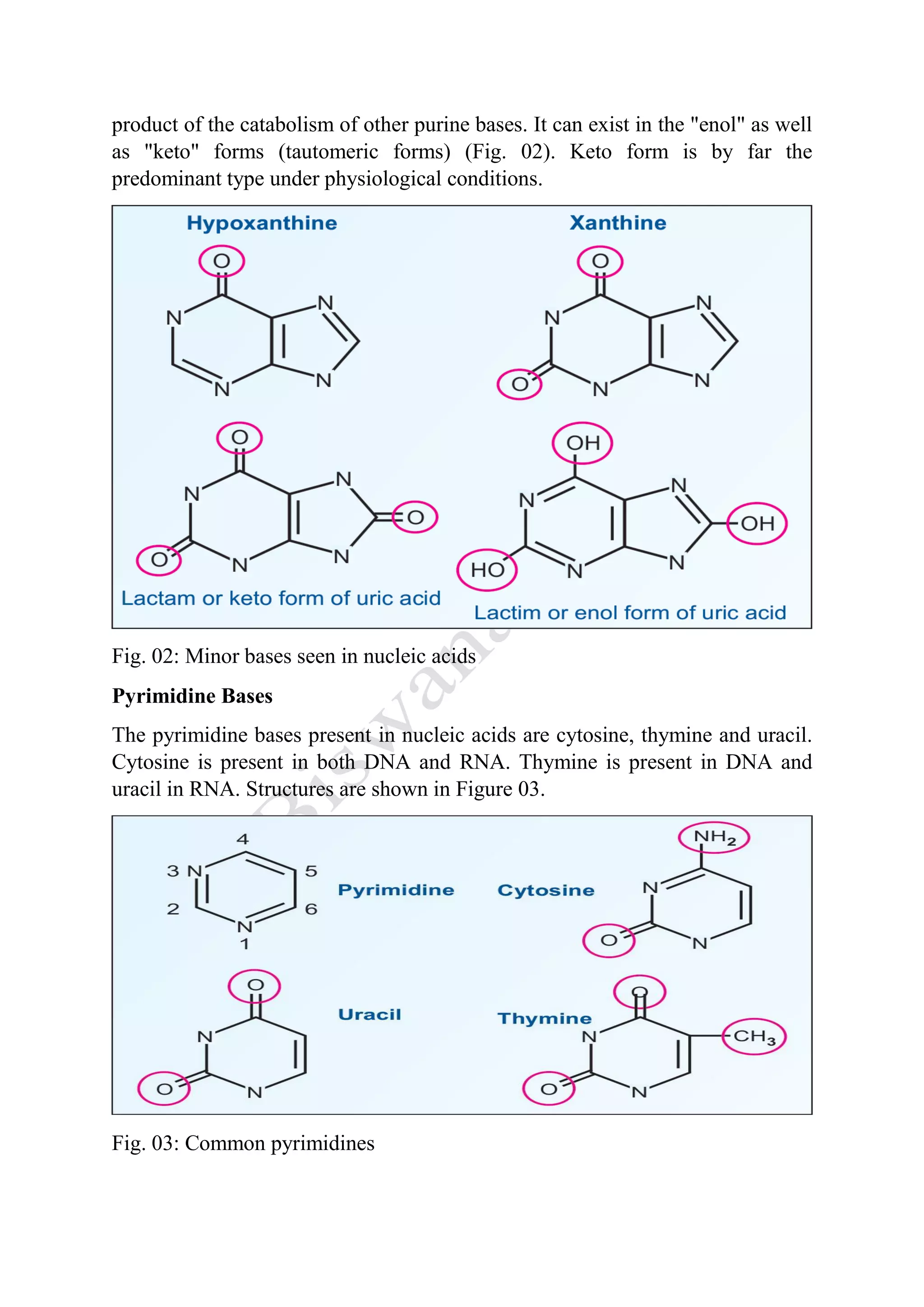 product of the catabolism of other purine bases. It can exist in the "enol" as well
as "keto" forms (tautomeric forms) (Fig. 02). Keto form is by far the
predominant type under physiological conditions.
Fig. 02: Minor bases seen in nucleic acids
Pyrimidine Bases
The pyrimidine bases present in nucleic acids are cytosine, thymine and uracil.
Cytosine is present in both DNA and RNA. Thymine is present in DNA and
uracil in RNA. Structures are shown in Figure 03.
Fig. 03: Common pyrimidines
 