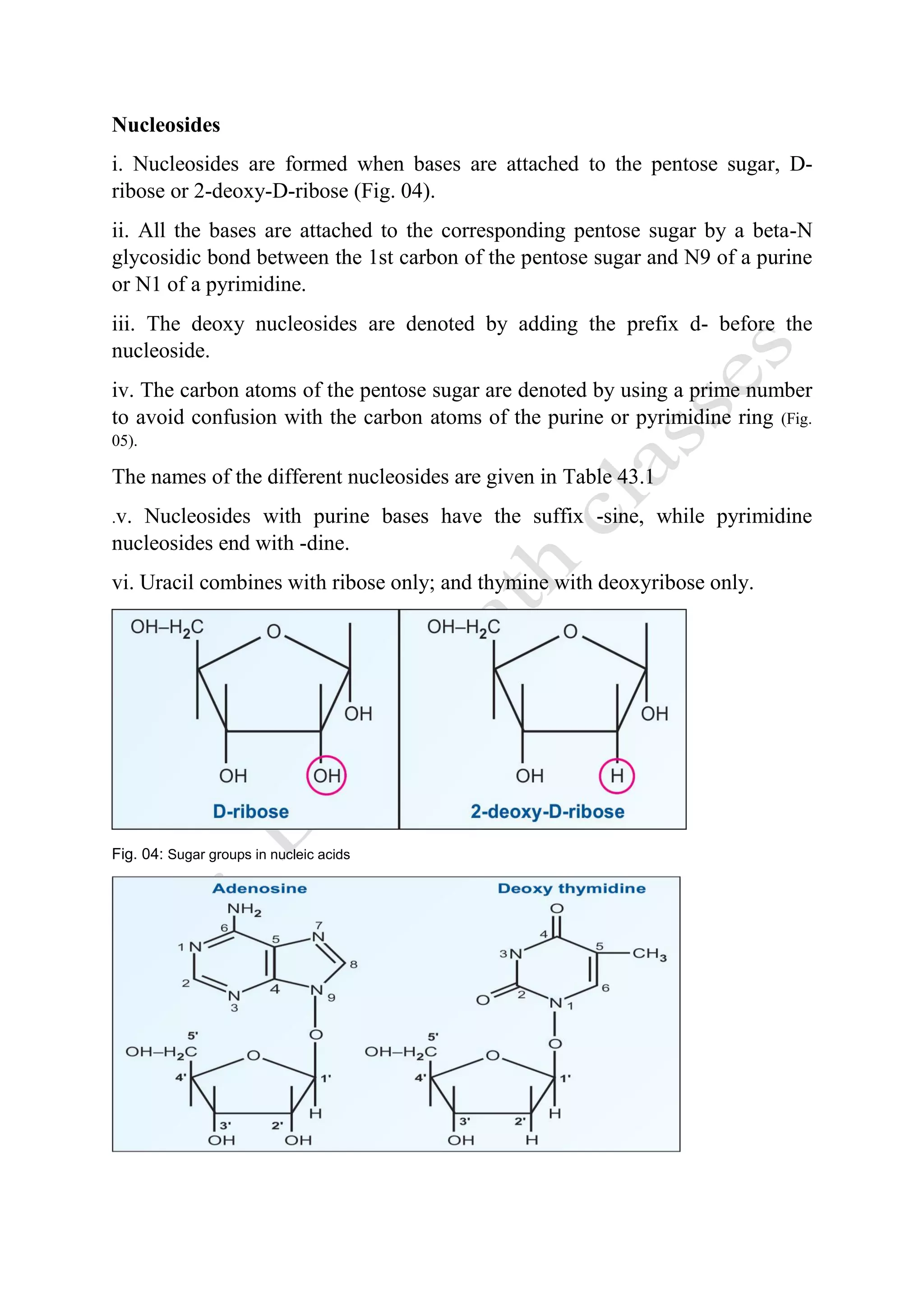 Nucleosides
i. Nucleosides are formed when bases are attached to the pentose sugar, D-
ribose or 2-deoxy-D-ribose (Fig. 04).
ii. All the bases are attached to the corresponding pentose sugar by a beta-N
glycosidic bond between the 1st carbon of the pentose sugar and N9 of a purine
or N1 of a pyrimidine.
iii. The deoxy nucleosides are denoted by adding the prefix d- before the
nucleoside.
iv. The carbon atoms of the pentose sugar are denoted by using a prime number
to avoid confusion with the carbon atoms of the purine or pyrimidine ring (Fig.
05).
The names of the different nucleosides are given in Table 43.1
.v. Nucleosides with purine bases have the suffix -sine, while pyrimidine
nucleosides end with -dine.
vi. Uracil combines with ribose only; and thymine with deoxyribose only.
Fig. 04: Sugar groups in nucleic acids
 