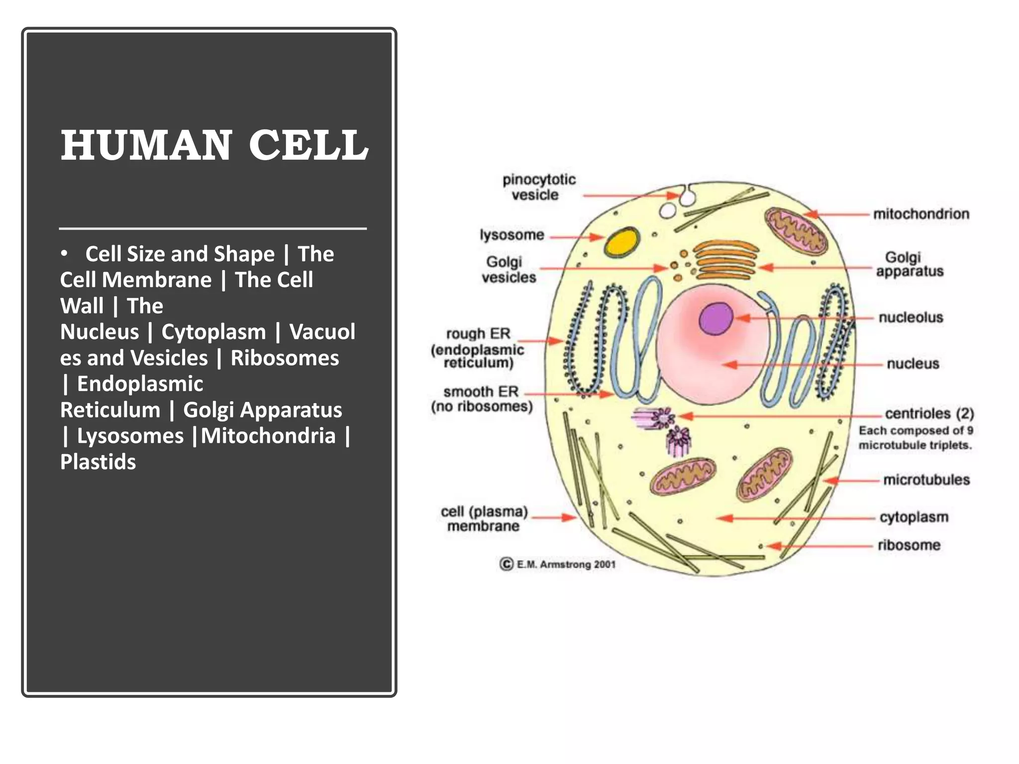 HUMAN CELL
• Cell Size and Shape | The
Cell Membrane | The Cell
Wall | The
Nucleus | Cytoplasm | Vacuol
es and Vesicles | Ribosomes
| Endoplasmic
Reticulum | Golgi Apparatus
| Lysosomes |Mitochondria |
Plastids
 