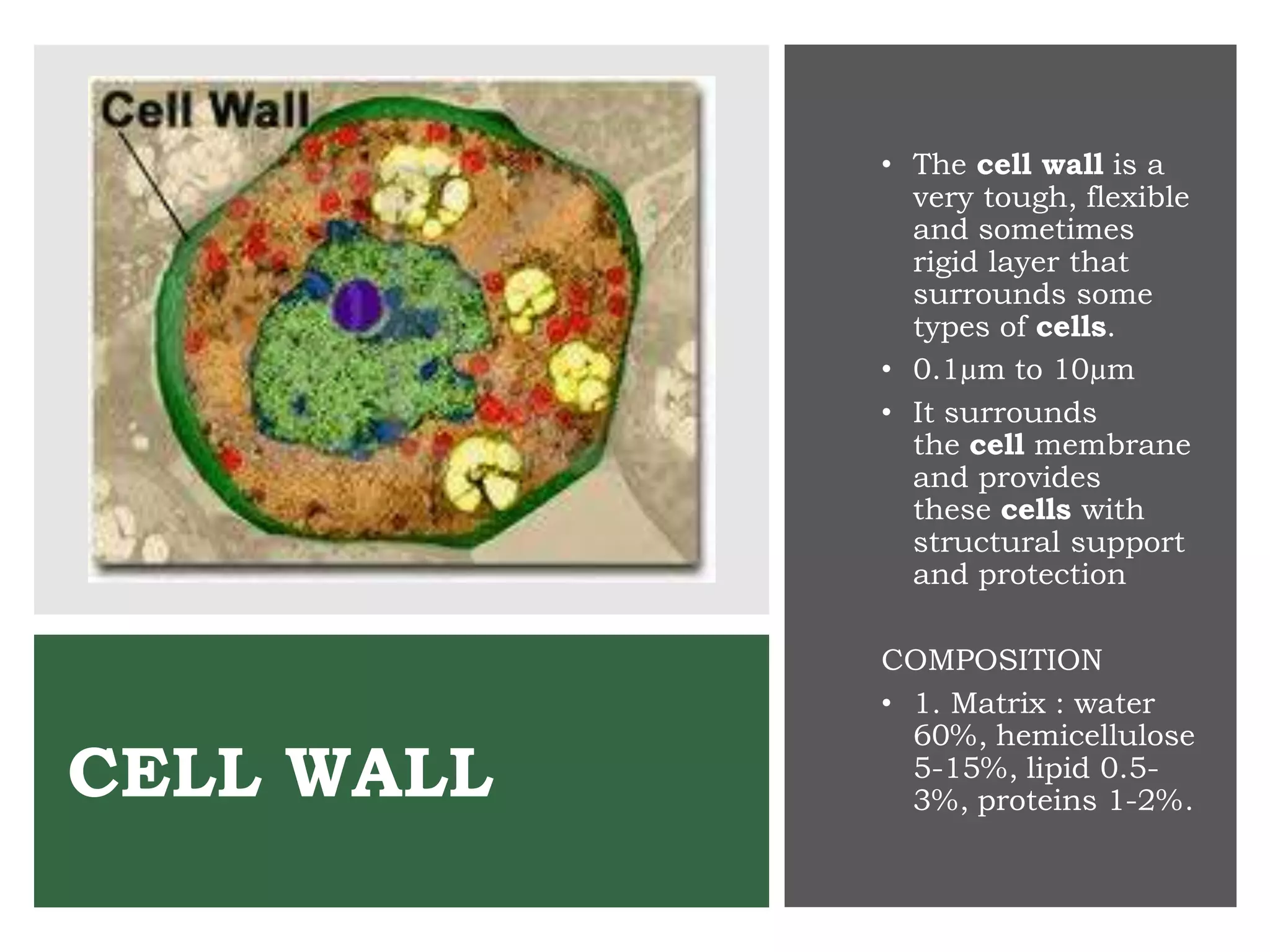 CELL WALL
• The cell wall is a
very tough, flexible
and sometimes
rigid layer that
surrounds some
types of cells.
• 0.1µm to 10µm
• It surrounds
the cell membrane
and provides
these cells with
structural support
and protection
COMPOSITION
• 1. Matrix : water
60%, hemicellulose
5-15%, lipid 0.5-
3%, proteins 1-2%.
 