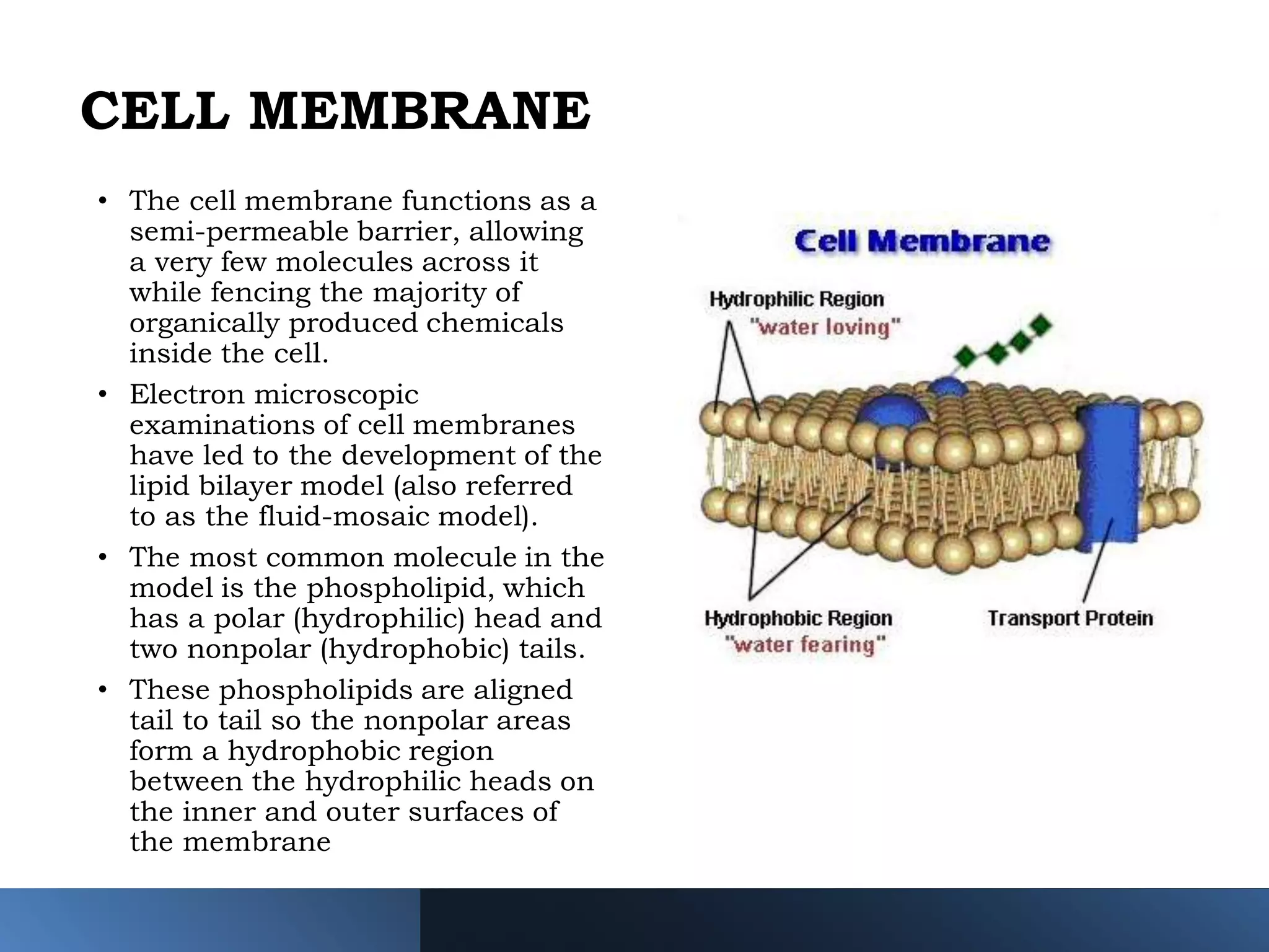 • The cell membrane functions as a
semi-permeable barrier, allowing
a very few molecules across it
while fencing the majority of
organically produced chemicals
inside the cell.
• Electron microscopic
examinations of cell membranes
have led to the development of the
lipid bilayer model (also referred
to as the fluid-mosaic model).
• The most common molecule in the
model is the phospholipid, which
has a polar (hydrophilic) head and
two nonpolar (hydrophobic) tails.
• These phospholipids are aligned
tail to tail so the nonpolar areas
form a hydrophobic region
between the hydrophilic heads on
the inner and outer surfaces of
the membrane
CELL MEMBRANE
 