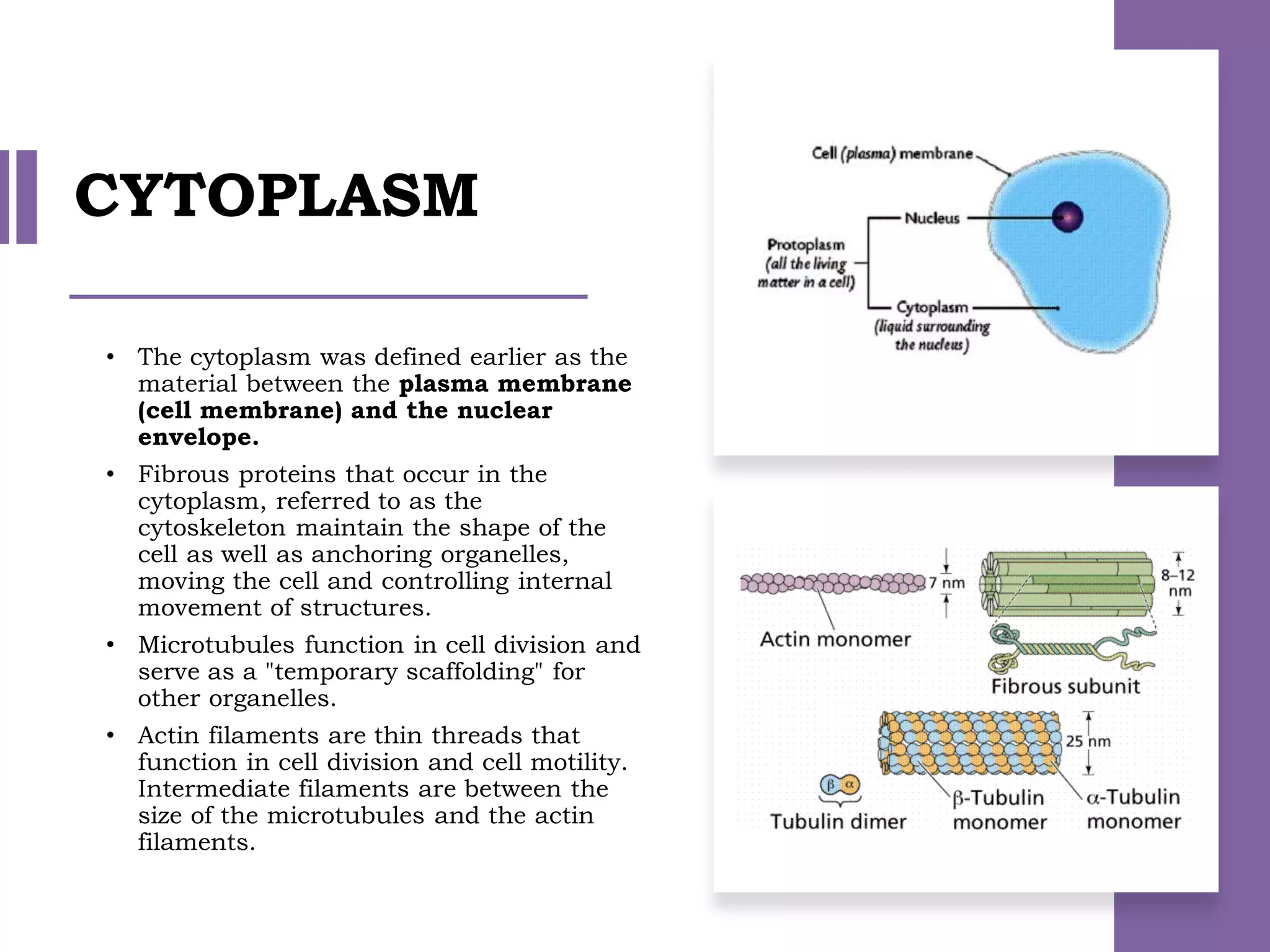CYTOPLASM
• The cytoplasm was defined earlier as the
material between the plasma membrane
(cell membrane) and the nuclear
envelope.
• Fibrous proteins that occur in the
cytoplasm, referred to as the
cytoskeleton maintain the shape of the
cell as well as anchoring organelles,
moving the cell and controlling internal
movement of structures.
• Microtubules function in cell division and
serve as a "temporary scaffolding" for
other organelles.
• Actin filaments are thin threads that
function in cell division and cell motility.
Intermediate filaments are between the
size of the microtubules and the actin
filaments.
 