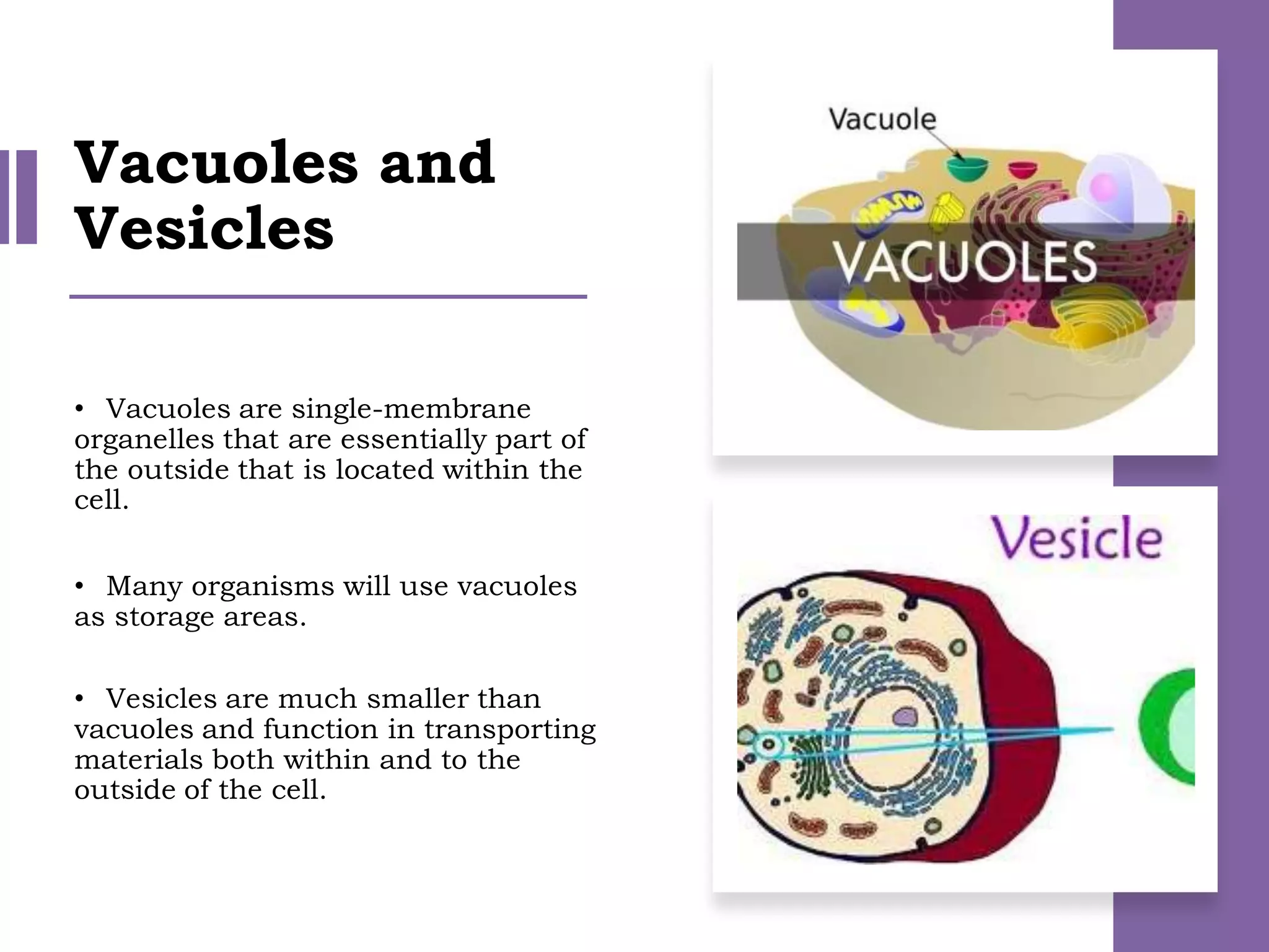 • Vacuoles are single-membrane
organelles that are essentially part of
the outside that is located within the
cell.
• Many organisms will use vacuoles
as storage areas.
• Vesicles are much smaller than
vacuoles and function in transporting
materials both within and to the
outside of the cell.
Vacuoles and
Vesicles
 