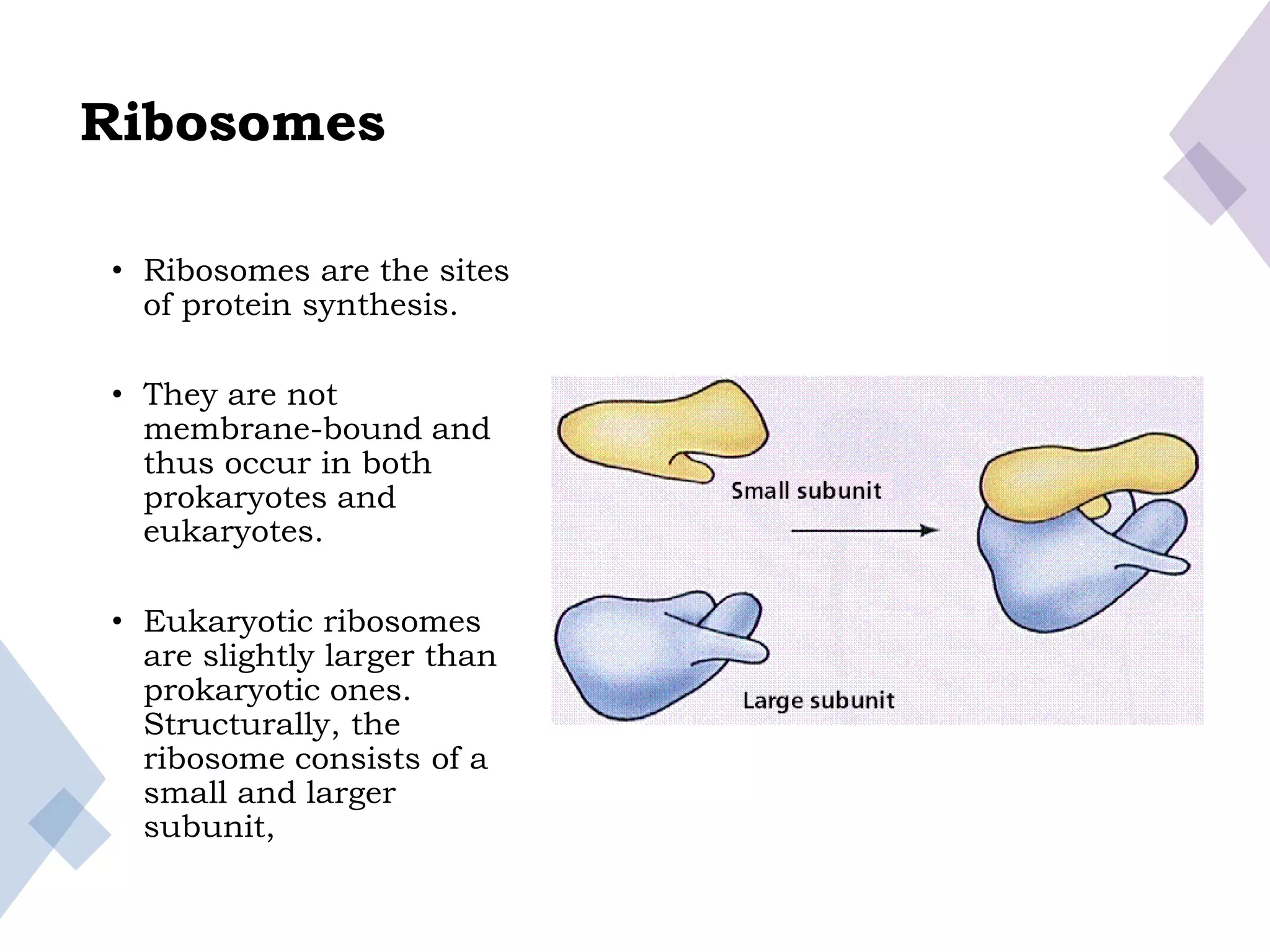 Ribosomes
• Ribosomes are the sites
of protein synthesis.
• They are not
membrane-bound and
thus occur in both
prokaryotes and
eukaryotes.
• Eukaryotic ribosomes
are slightly larger than
prokaryotic ones.
Structurally, the
ribosome consists of a
small and larger
subunit,
 