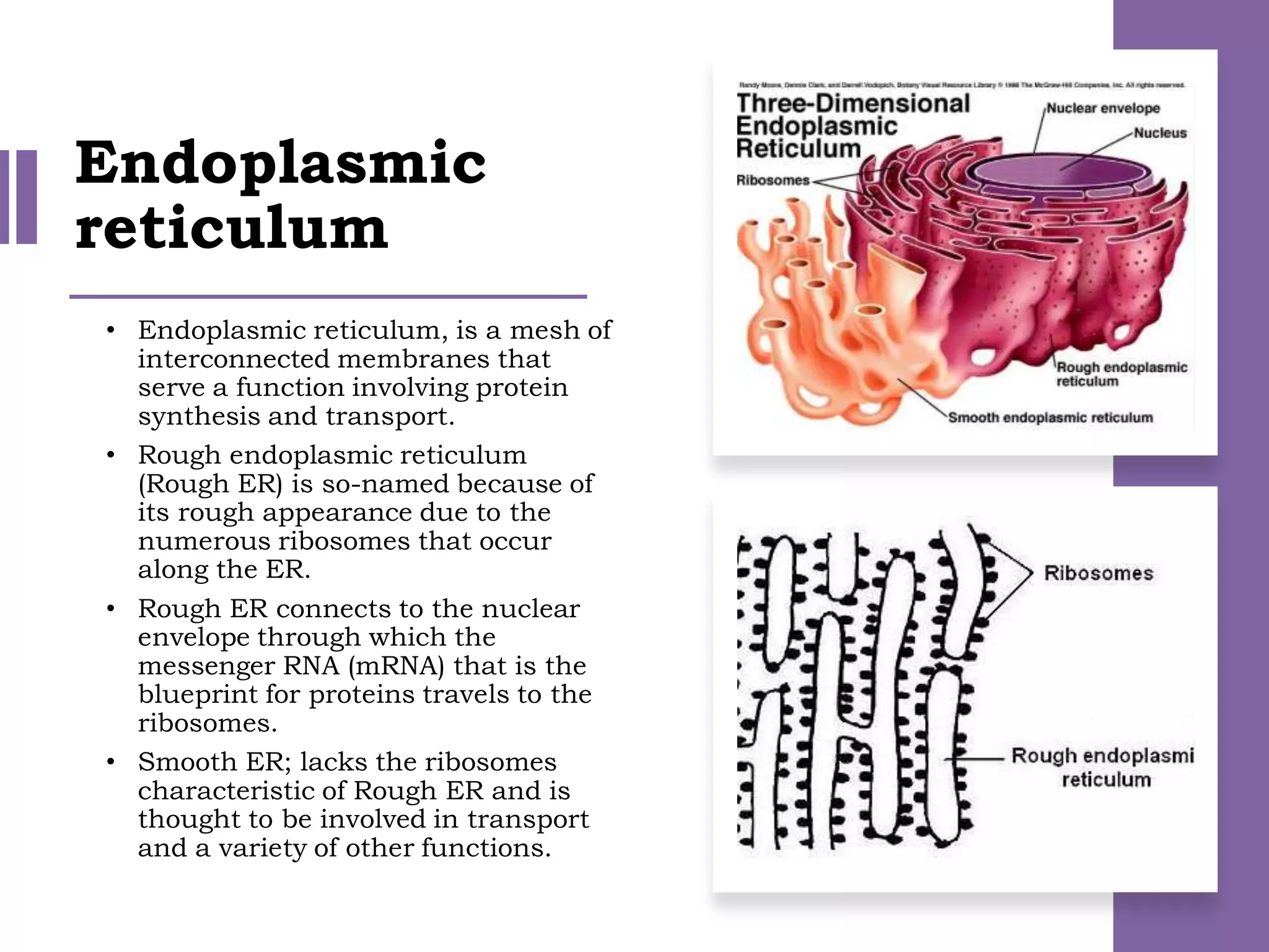 • Endoplasmic reticulum, is a mesh of
interconnected membranes that
serve a function involving protein
synthesis and transport.
• Rough endoplasmic reticulum
(Rough ER) is so-named because of
its rough appearance due to the
numerous ribosomes that occur
along the ER.
• Rough ER connects to the nuclear
envelope through which the
messenger RNA (mRNA) that is the
blueprint for proteins travels to the
ribosomes.
• Smooth ER; lacks the ribosomes
characteristic of Rough ER and is
thought to be involved in transport
and a variety of other functions.
Endoplasmic
reticulum
 
