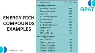 Comprehensive Overview of Bioenergetics and Energy Metabolism in ...