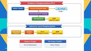 Comprehensive Overview of Biological Oxidation and Energy Metabolism in ...