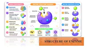 Comprehensive Overview of Enzymes: Structure, Function, and Regulation ...