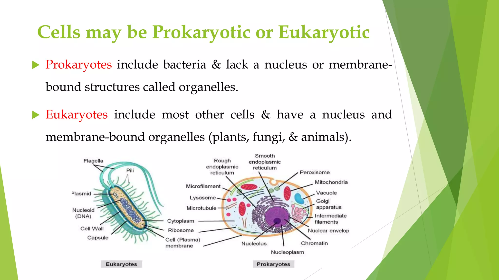 Biochemistry Introduction.pptx