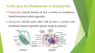 Biochemistry Introduction.pptx