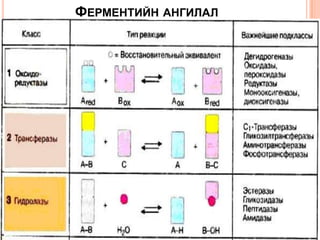 ФЕРМЕНТИЙН АНГИЛАЛ

 