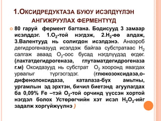 1.ОКСИДРЕДУКТАЗА БУЮУ ИСЭЛДҮҮЛЭН
АНГИЖРУУЛАХ ФЕРМЕНТҮҮД


80 гаруй фермент багтана. Бодисууд 3 замаар
исэлддэг. 1.О2-той нэгдэж, 2.Н2-өө алдаж,
3.Валентууд нь солигдон исэлдэнэ. Анаэроб
дегидрогеназууд исэлдэж байгаа субстратаас Н2
салгаж аваад О2-оос бусад нэгдлүүдэд өгдөг.
(лактатдегидрогеназа,
глутаматдегидрогеназа
г.м) Оксидазууд нь субстрат О2 хооронд явагдах
урвалыг
түргэсгэдэг.
(глюкозоксидаза,одифенолоксидаза,
каталаза-бүх
амьтны,
ургамлын эд эрхтэн, бичил биетэнд агуулагдах
ба 0,09% Fe –тэй О2-той орчинд үүссэн хортой
нэгдэл болох Устөрөгчийн хэт исэл Н2О2-ийг
задалж хоргүйжүүлнэ )

 