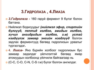 3.ГИДРОЛАЗА , 4.ЛИАЗА
3.Гидролаза - 160 гаруй фермент 9 бүлэг болон
багтана.
 Нийлмэл бодисуудыг (нийлмэл эфир, спиртийн
бүлгүүд, пептид холбоо, амидын холбоо,
хүчил ангидридын холбоо, г.м) устай
нэгдүүлэх замаар энгийн нэгдлүүд болгон
задлах ферментүүд бөгөөд гидролизын урвалыг
түргэсгэдэг.
 4. Лиаза- Янз бүрийн холбоог гидролизын бус
замаар задалдаг үйлчлэлтэй бөгөөд ямар
атомуудын холбоонд үйлчилж байгаагаар нь
 (С-С, С-О, С-N, С-S г.м) бүлэг болгон ангилдаг.


 