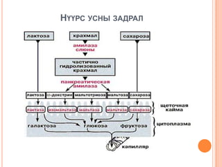 НҮҮРС УСНЫ ЗАДРАЛ

 