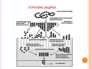 УУРГИЙН ЗАДРАЛ

 