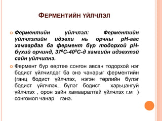 ФЕРМЕНТИЙН ҮЙЛЧЛЭЛ
Ферментийн
үйлчлэл:
Ферментийн
үйлчлэлийн идэвхи нь орчны pH-аас
хамаардаг ба фермент бүр тодорхой pHбүхий орчинд, 370С-400С-д хамгийн идэвхтэй
сайн үйлчилнэ.
 Фермент бүр өөртөө сонгон авсан тодорхой нэг
бодист үйлчилдэг ба энэ чанарыг ферментийн
(ганц бодист үйлчлэх, нэгэн төрлийн бүлэг
бодист үйлчлэх, бүлэг бодист
харьцангуй
үйлчлэх , орон зайн хамааралтай үйлчлэх г.м )
сонгомол чанар гэнэ.


 