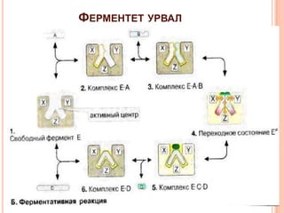 ФЕРМЕНТЕТ УРВАЛ

 