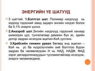 ЭНЕРГИЙН ҮЕ ШАТУУД
3 шаттай. 1.Бэлтгэл шат. Полимер нэгдлүүд нь
ходоод гэдэсний замд задарч энгийн нэгдэл болох
ба 0,1% энерги үүснэ.
 2.Анаэроб шат.Энгийн нэгдлүүд гэдэсний ханаар
шимэгдэн цус, тунгалагаар дамжин бүх эс, эдийн
дотор задран исэлдэж ацетил-КоА үүсгэнэ.
 3.Кребсийн гинжин урвал бөгөөд энд ацетил –
КоА нь ус ба нүүрсхүчлийн хий болтлоо бүрэн
задрах ба чөлөөлөгдсөн Н нь НАД, НАДФ, ФАД
зэрэг дегидрогеназуудын тусламжтайгаар исэлдэж,
энерги чөлөөлөгдөнө.


 