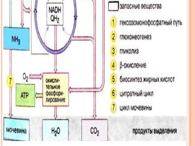 Biochemistry l 8