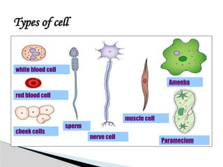 Types of cell
white blood cell
red blood cell
cheek cells
sperm
nerve cell
muscle cell
Amoeba
Paramecium
 