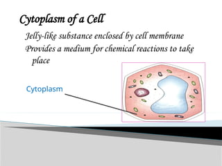 Cytoplasm of a Cell
Jelly-like substance enclosed by cell membrane
Provides a medium for chemical reactions to take
place
Cytoplasm
 