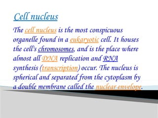 Cell nucleus
The cell nucleus is the most conspicuous
organelle found in a eukaryotic cell. It houses
the cell's chromosomes, and is the place where
almost all DNA replication and RNA
synthesis (transcription) occur. The nucleus is
spherical and separated from the cytoplasm by
a double membrane called the nuclear envelope.
 