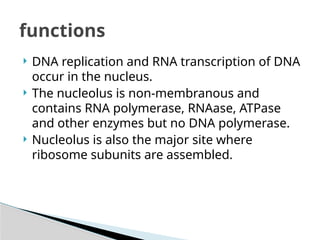  DNA replication and RNA transcription of DNA
occur in the nucleus.
 The nucleolus is non-membranous and
contains RNA polymerase, RNAase, ATPase
and other enzymes but no DNA polymerase.
 Nucleolus is also the major site where
ribosome subunits are assembled.
functions
 
