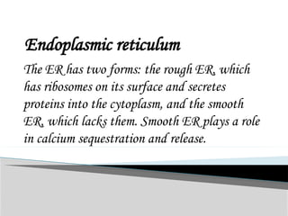 Endoplasmic reticulum
The ER has two forms: the rough ER, which
has ribosomes on its surface and secretes
proteins into the cytoplasm, and the smooth
ER, which lacks them. Smooth ER plays a role
in calcium sequestration and release.
 