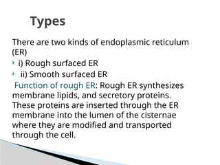 There are two kinds of endoplasmic reticulum
(ER)
 i) Rough surfaced ER
 ii) Smooth surfaced ER
Function of rough ER: Rough ER synthesizes
membrane lipids, and secretory proteins.
These proteins are inserted through the ER
membrane into the lumen of the cisternae
where they are modified and transported
through the cell.
Types
 