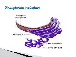 Endoplasmic reticulum
 